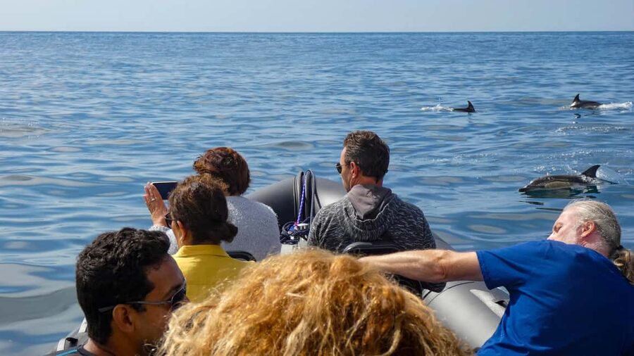 Sesimbra: Arrábida Dolphin and Whale Watching with Biologist - Praia da Mijona and the Arrábida shoreline
