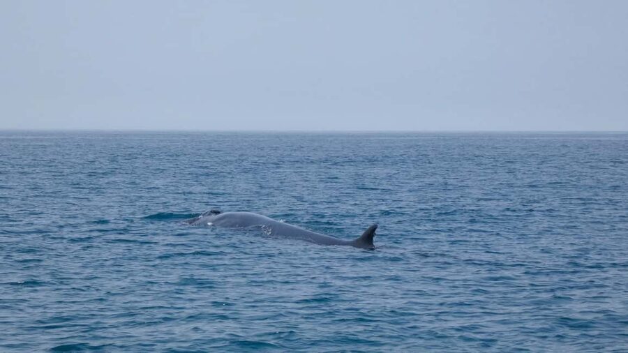 Sesimbra: Arrábida Dolphin and Whale Watching with Biologist - Ribeiro do Cavalo Beach and the 25-minute swim stop