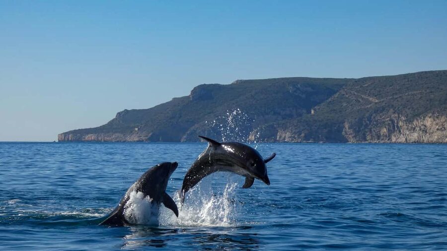 Sesimbra: Arrábida Dolphin and Whale Watching with Biologist - Boat comfort, weather, and accessibility