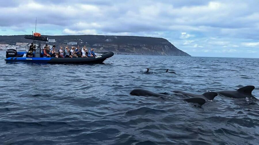 Sesimbra: Arrábida Dolphin and Whale Watching with Biologist - Is $64 a fair price?