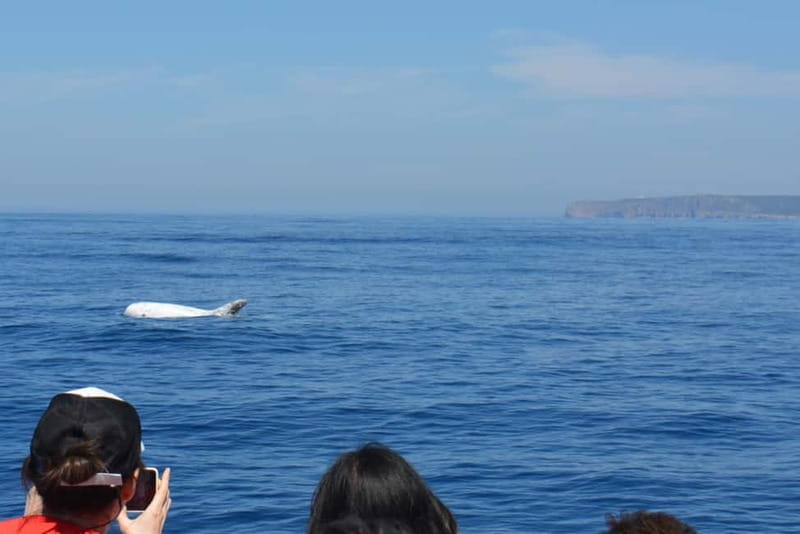 Sesimbra: Dolphin and Whales Watching with Biologist Guide - FAQ