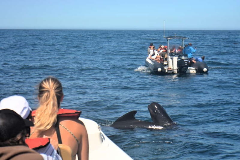 Sesimbra: Dolphin and Whales Watching with Biologist Guide - Starting at Sesimbra Marina