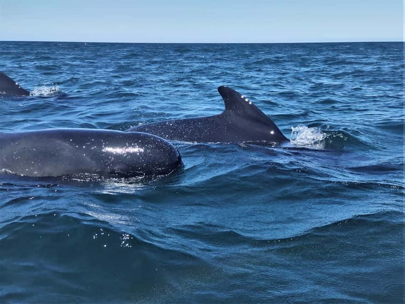 Sesimbra: Dolphin and Whales Watching with Biologist Guide - Is $64 good value?
