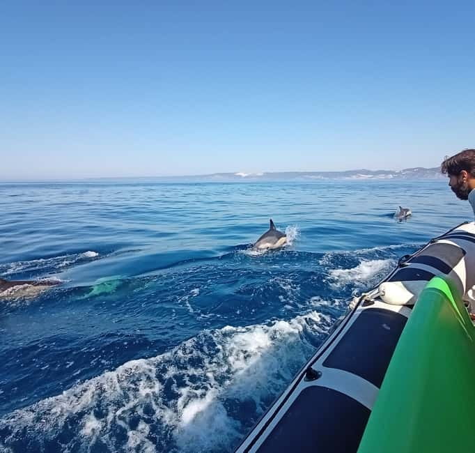Sesimbra: Dolphin and Whales Watching with Biologist Guide - What makes this tour memorable?