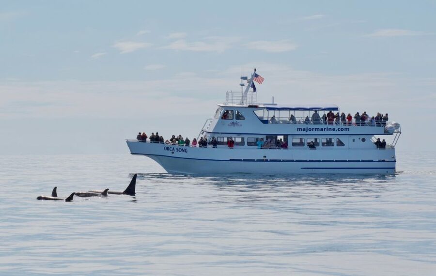 Seward: Resurrection Bay Orca Quest Cruise - Key points before you book