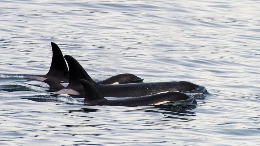 Seward: Resurrection Bay Orca Quest Cruise - What the four-hour cruise feels like