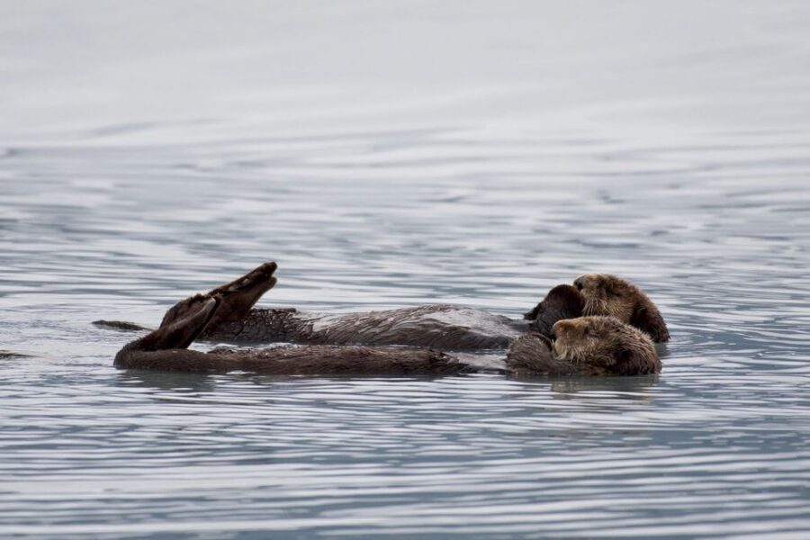 Seward: Resurrection Bay Orca Quest Cruise - Who will enjoy this cruise most