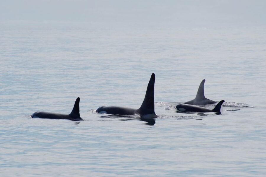 Seward: Resurrection Bay Orca Quest Cruise - The wildlife search: patience pays off