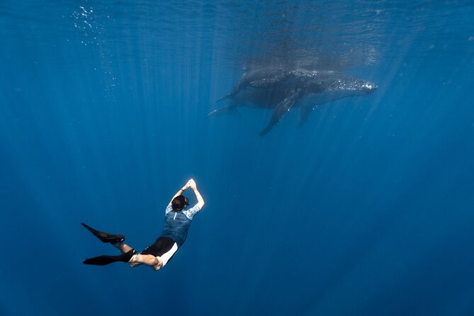 Shared Whale Expedition - Key points to know before you go
