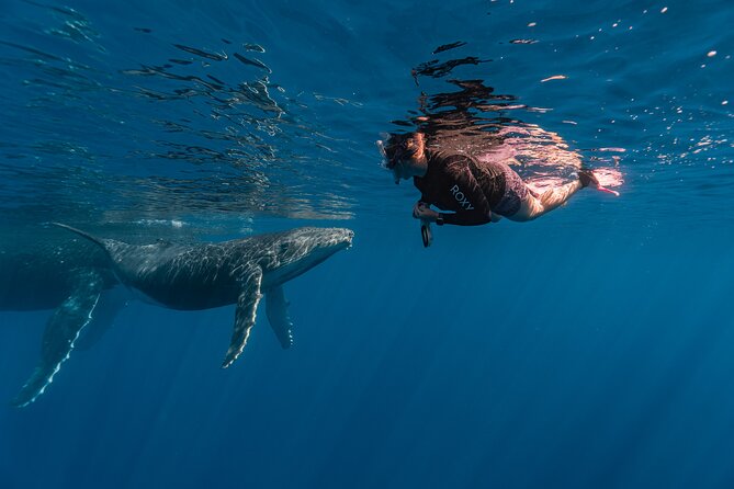 Shared Whale Expedition - Guides who make a small boat feel personal