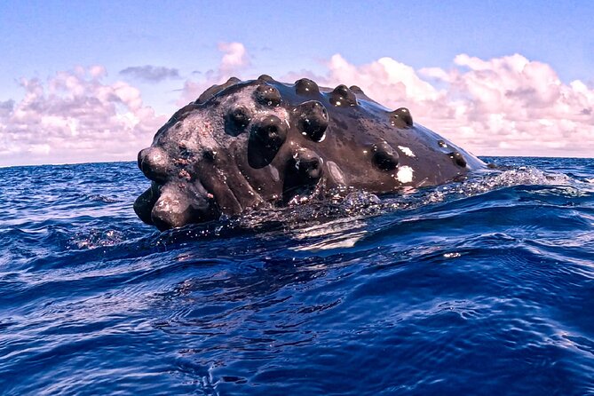 Shared Whale Expedition - What is included for the $242.93 price