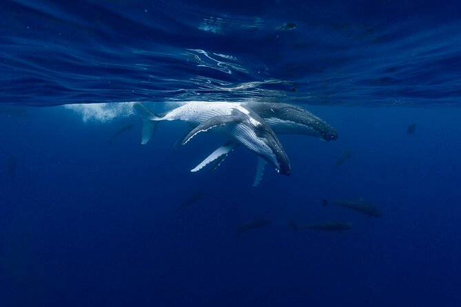 Shared Whale Expedition - Who will get the most from this Moorea whale trip