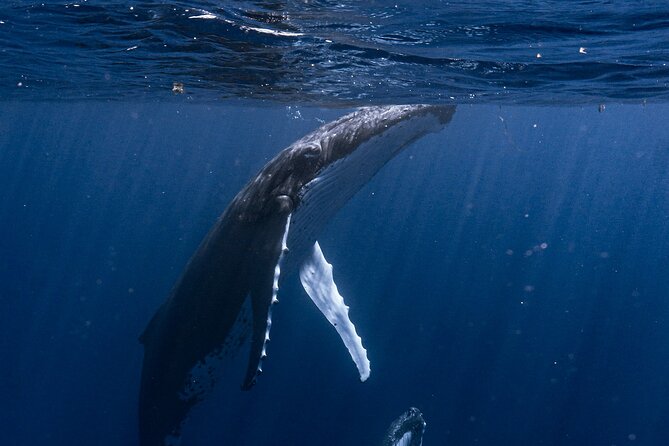 Shared Whale Expedition - Searching for humpbacks in Moorea’s open water