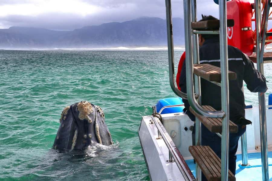 Shark & Whale Trip Combo - Starting at Kleinbaai Harbour with breakfast and a briefing