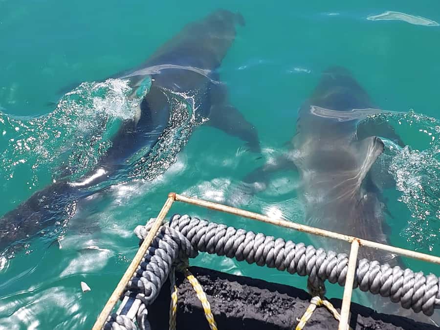 Shark & Whale Trip Combo - Meals, hot showers, and the small comforts that matter