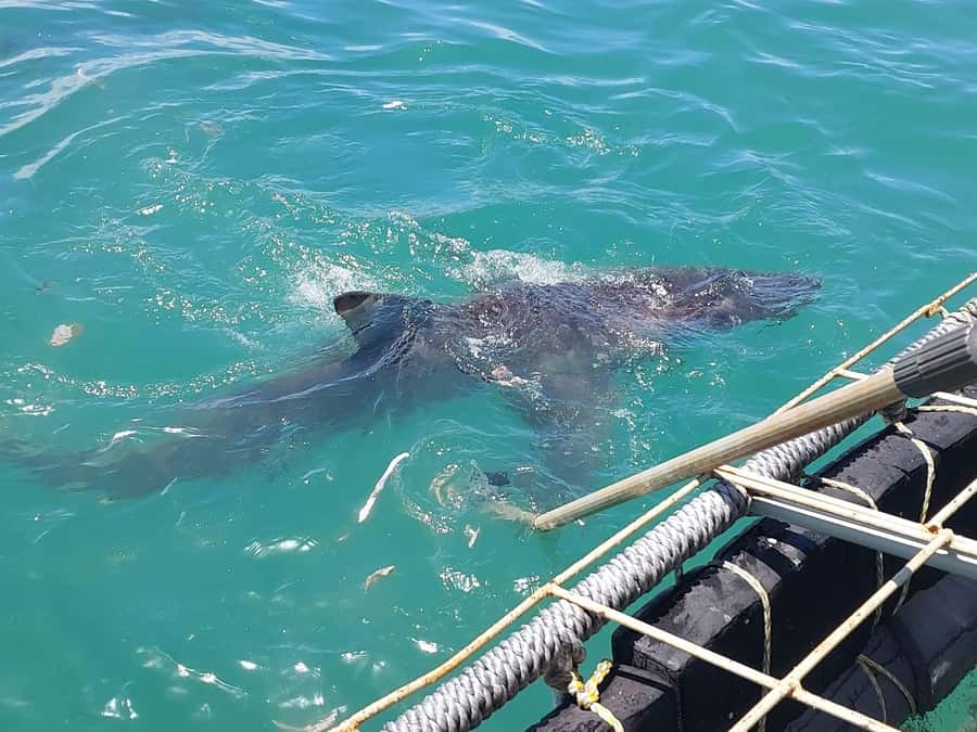 Shark & Whale Trip Combo - Timing: why the three-hour label needs careful reading