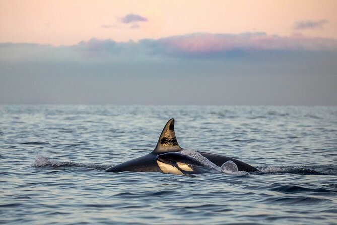 Silent Whale Watching by Hybrid-Electric Boat from Tromsø - Tromsø departure and the long route north