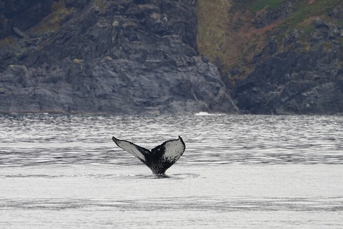 Silent Whale Watching by Hybrid-Electric Boat from Tromsø - What the boat feels like for nine hours