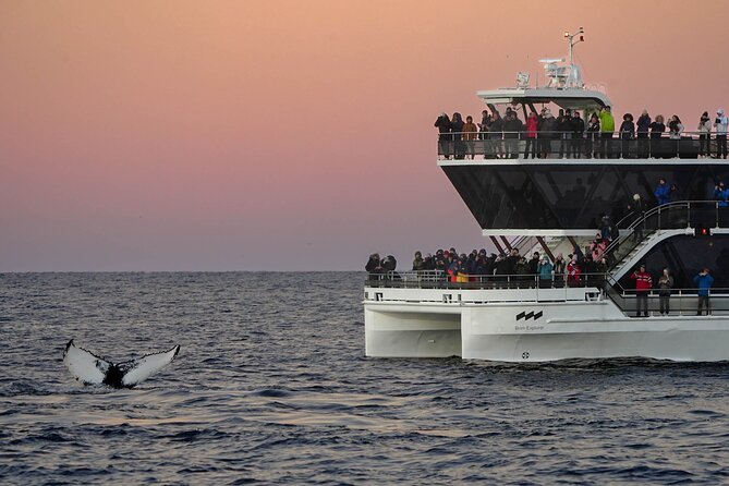 Silent Whale Watching by Hybrid-Electric Boat from Tromsø - Sea conditions, seasickness, and the refund choice