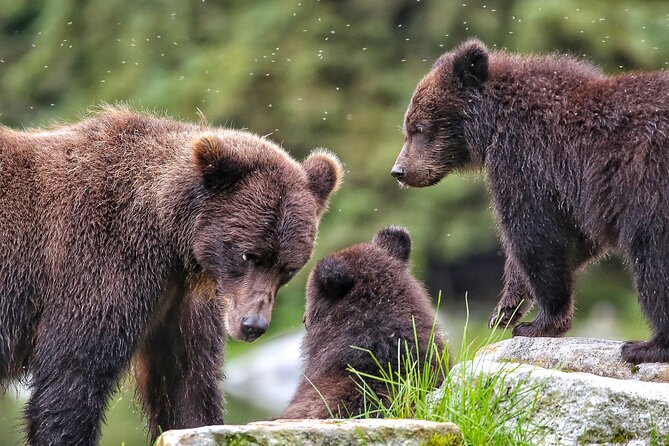 Sitka Premier Whale Watching and Wildlife Tour - Five things to know before you book