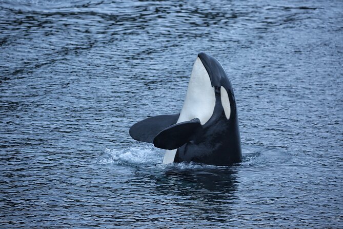 Sitka Premier Whale Watching and Wildlife Tour - Why this two-hour trip works so well in Sitka