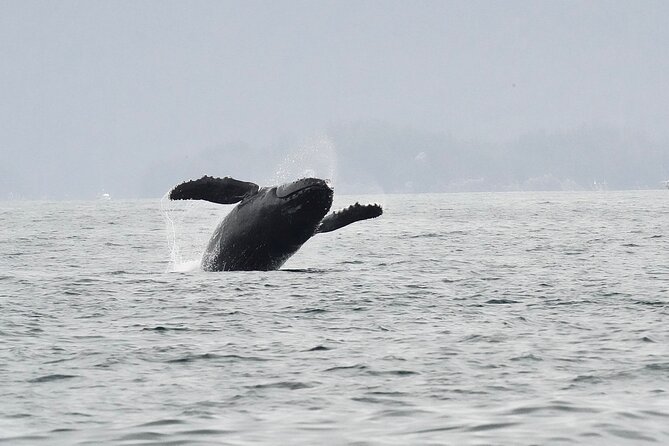 Sitka Premier Whale Watching and Wildlife Tour - What the boat ride feels like