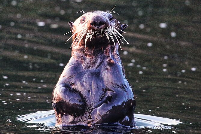 Sitka Premier Whale Watching and Wildlife Tour - Whales, bears, otters, and the luck factor
