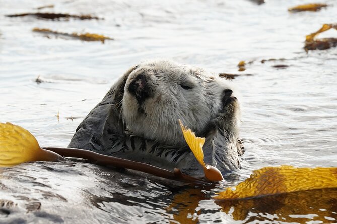 Sitka Premier Whale Watching and Wildlife Tour - Who should book this Sitka excursion?