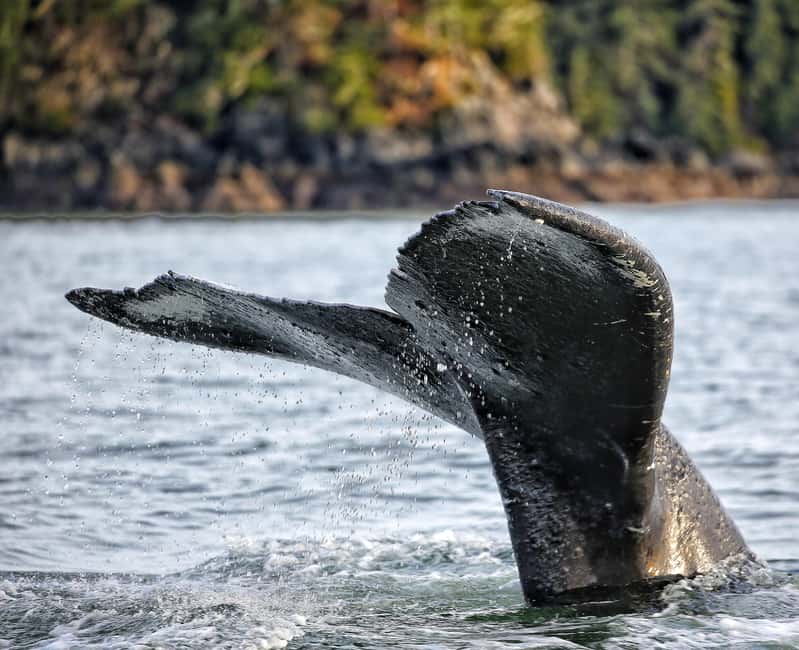 Sitka: Premiere Whale Watching and Wildlife Tour - Key points to know before booking