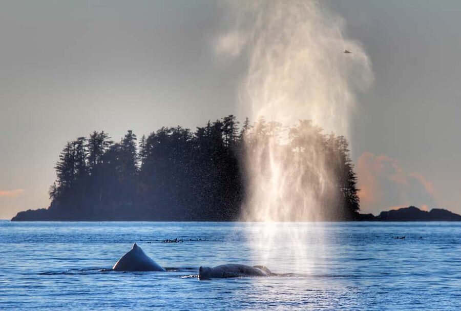Sitka: Premiere Whale Watching and Wildlife Tour - The first views: mountains, islands, and open water