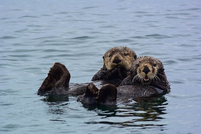 Sitka Whale Watch and Sea Otter Quest - Key points to know before you book
