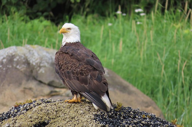 Sitka Whale Watch and Sea Otter Quest - Sea otters and other wildlife keep the trip moving