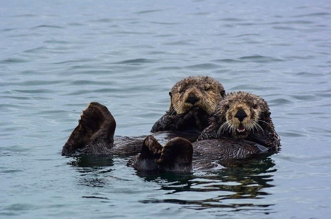 Sitka Whale Watch and Sea Otter Quest - Who will enjoy this boat ride most?