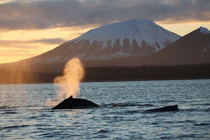 Sitka Whale Watch and Sea Otter Quest - Why the larger covered boat can be the better choice