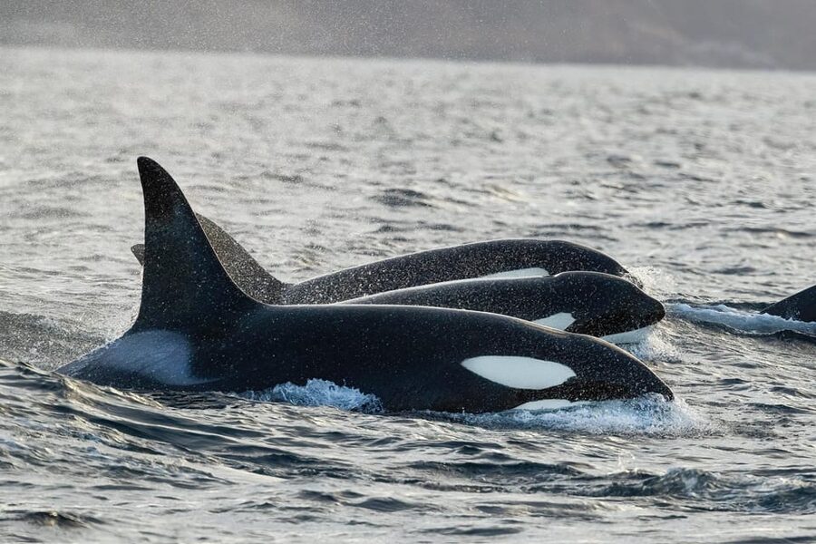 Skjervøy: Orca and Whale-Watching comfort heated Boat Trip - Key points to know before you book