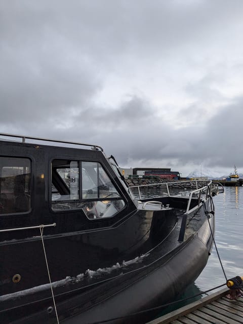 Skjervøy: Orca and Whale-Watching comfort heated Boat Trip - Searching the Barents Sea for orcas and whales