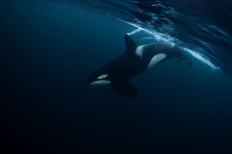 Skjervøy: Orca and Whale-Watching comfort heated Boat Trip - What the orca sightings can be like