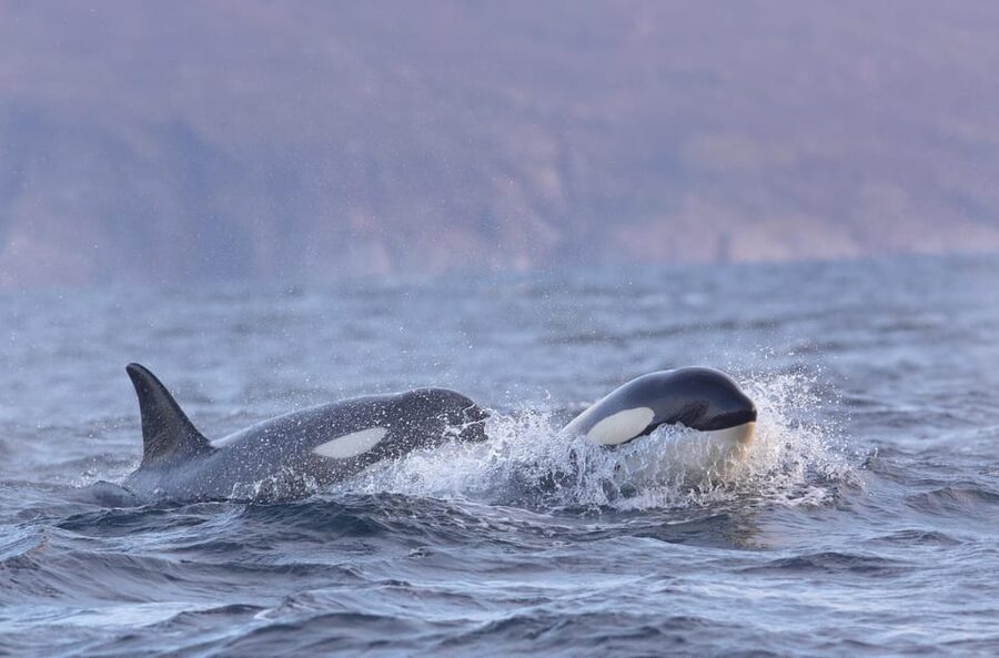 Skjervøy: Orca and Whale-Watching comfort heated Boat Trip - Photography from the outdoor terrace