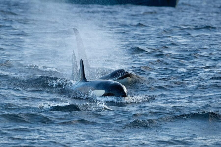 Skjervøy: Orca and Whale-Watching comfort heated Boat Trip - Weather, seasickness, and comfort