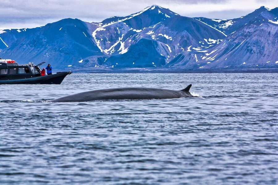 Skjervøy: Orca and Whale-Watching comfort heated Boat Trip - Is $301 good value?