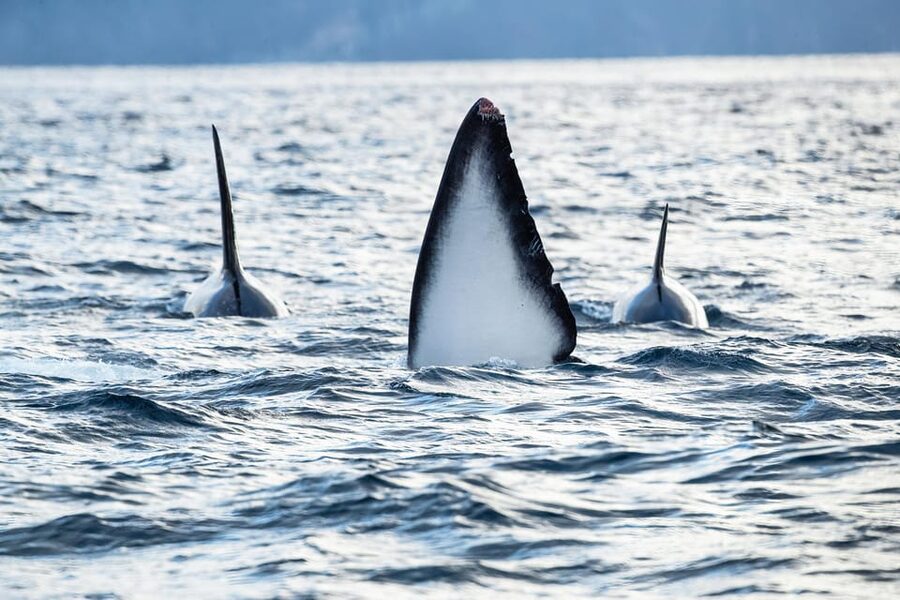 Skjervøy: Orca and Whale-Watching comfort heated Boat Trip - Who should book this Skjervøy safari?