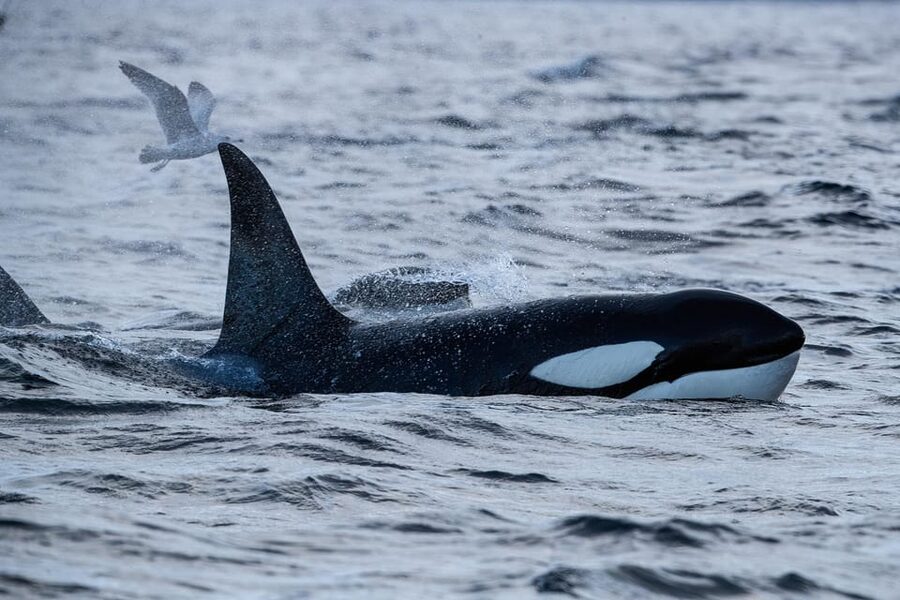 Skjervøy: Orca and Whale-Watching comfort heated Boat Trip - A faster, steadier boat with a warm place inside