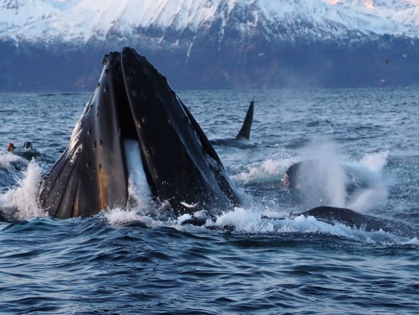 Skjervøy: Whale and Orca Watching Tour by RIB Boat - Value at $240 per person