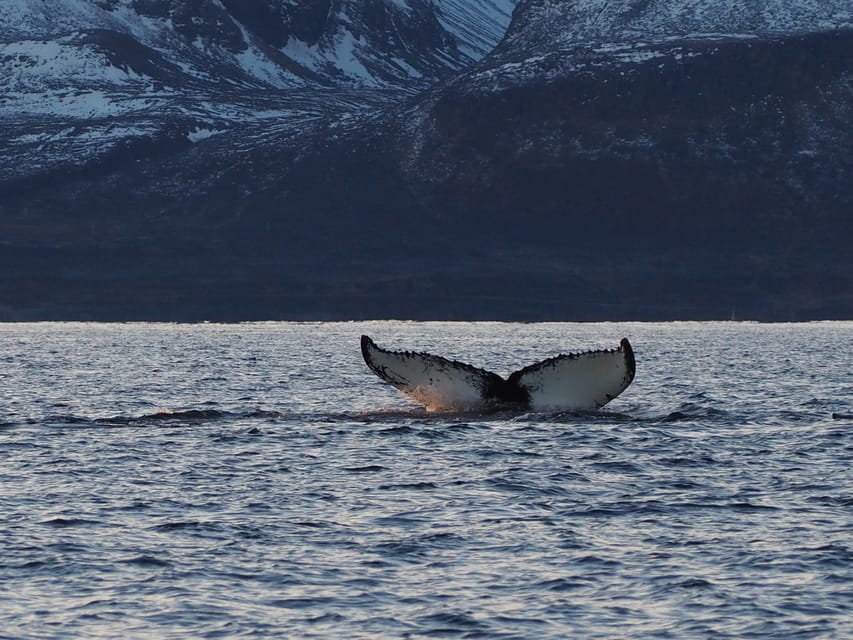Skjervøy: Whale and Orca Watching Tour by RIB Boat - Starting at Strandveien 70 in Skjervøy