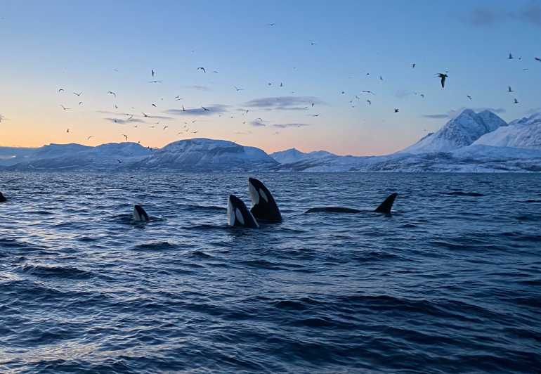 Skjervøy: Whale and Orca Watching Tour by RIB Boat - Racing out toward the whales