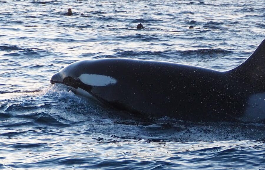 Skjervøy: Whale and Orca Watching Tour by RIB Boat - The possible whale species