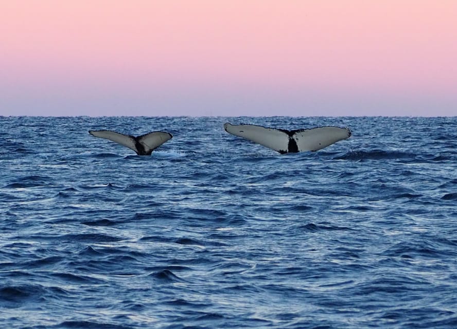 Skjervøy: Whale and Orca Watching Tour by RIB Boat - What the three-hour itinerary feels like