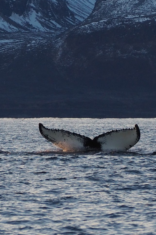 Skjervøy: Whale and Orca Watching Tour by RIB Boat - Why the two-person group matters