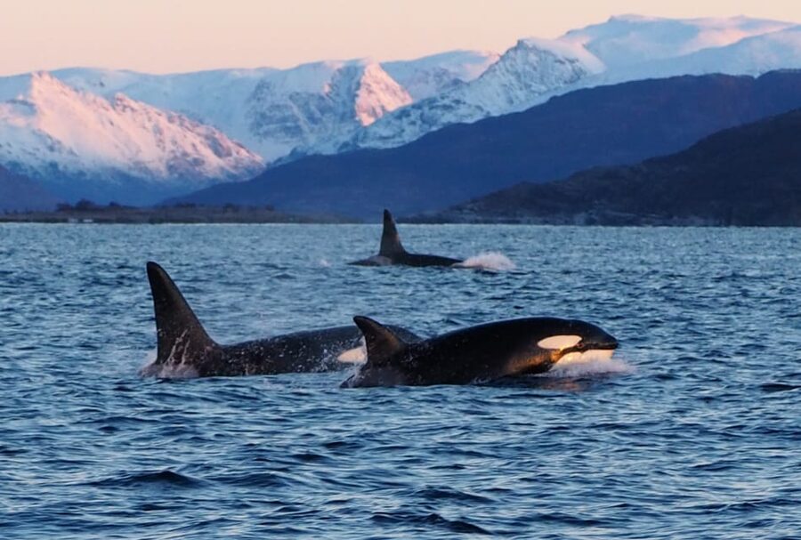 Skjervøy: Whale and Orca Watching Tour by RIB Boat - The Arctic setting is part of the reward