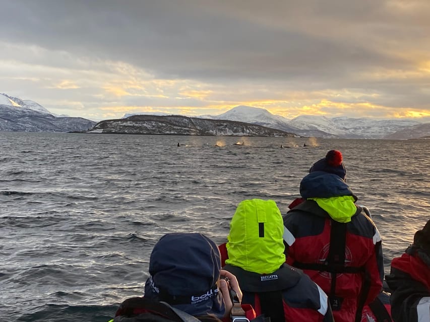 Skjervøy: Whale and Orca Watching Tour by RIB Boat - What the strongest experiences have in common